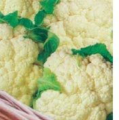 CAULIFLOWER MINI